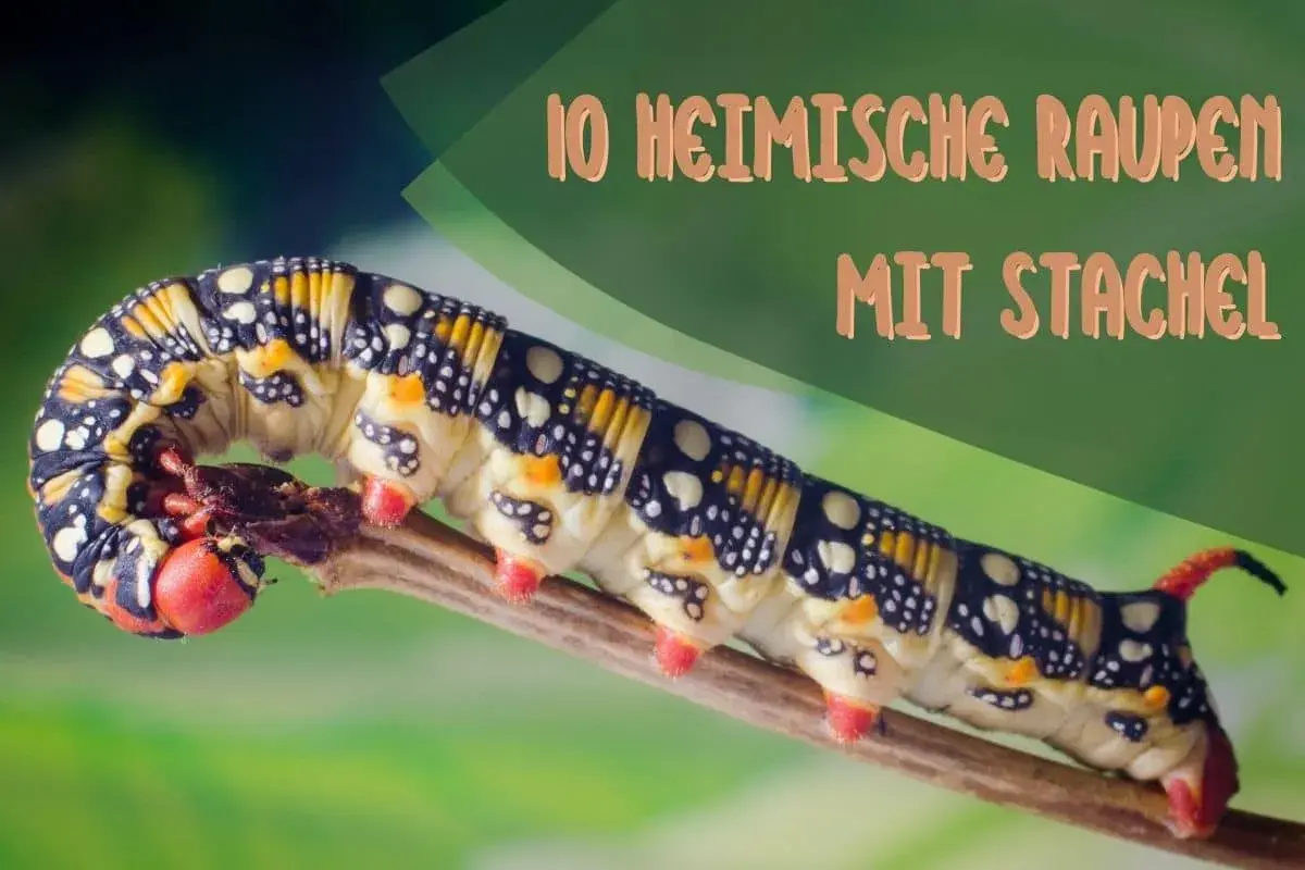 Eine bunte Raupe mit Stachel kriecht auf einem Ast. Sie hat gelbe, schwarze und weiße Muster.