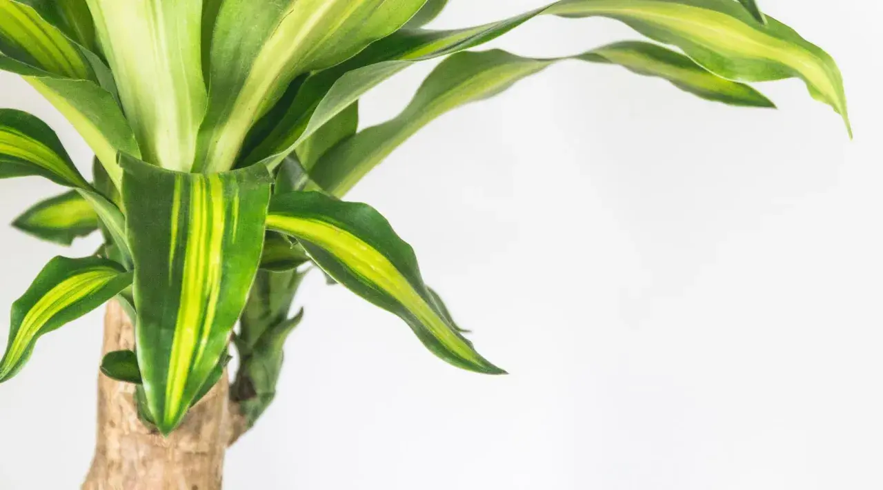 El tronco de brasil muestra sus hojas verdes y amarillas vibrantes contra un fondo blanco.