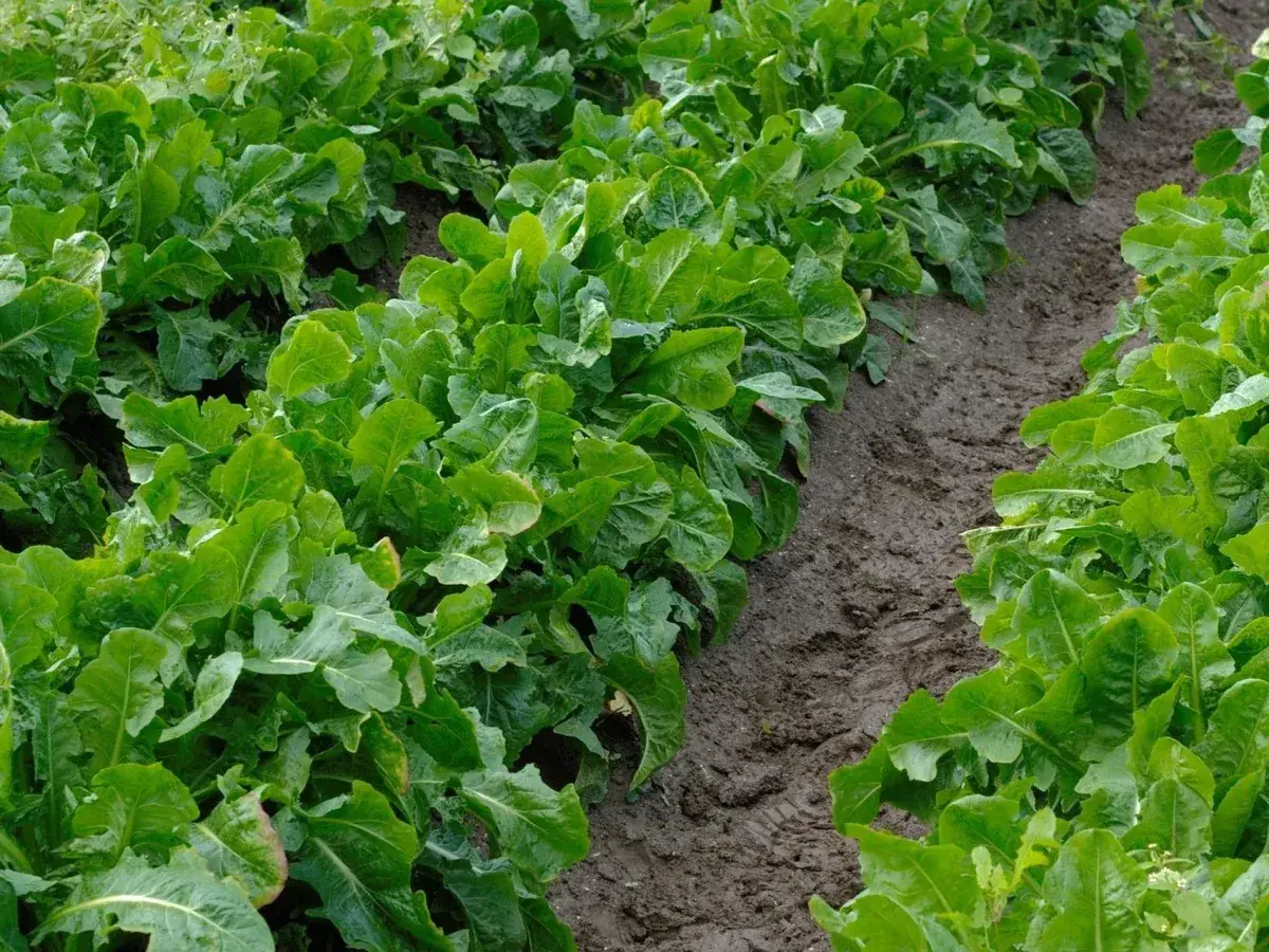 Rigogliose foglie verdi crescono su un fertile terreno argilloso, delineando un solco nel campo.