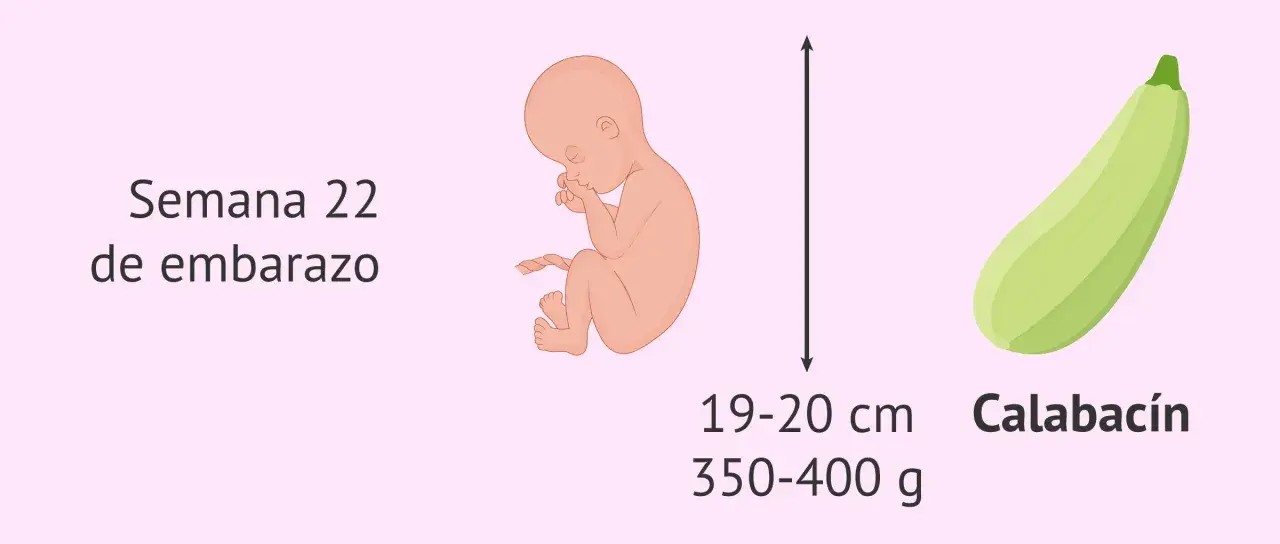 Bebé de 22 semanas de embarazo, mide 19-20 cm y pesa 350-400 g, similar a un calabacín.