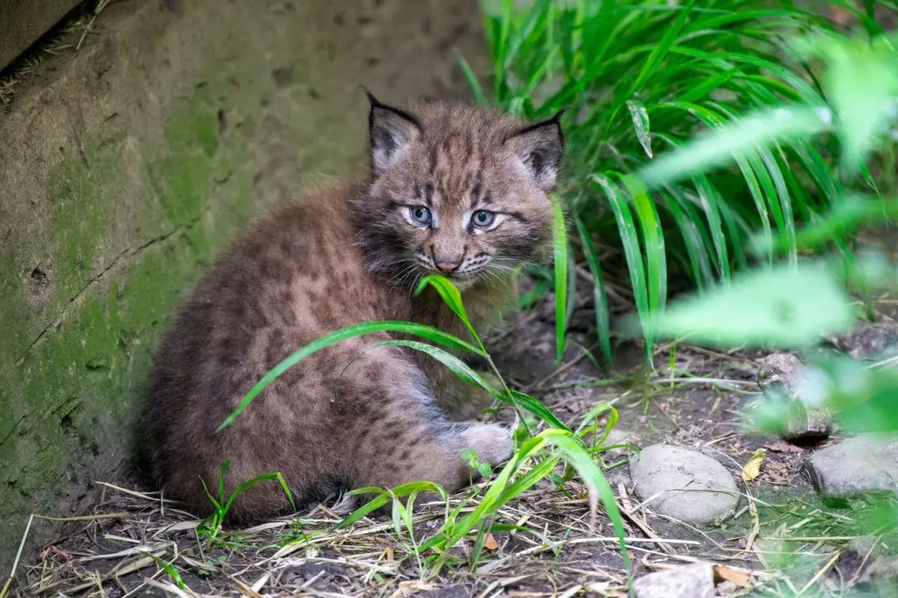 Ein neugieriges Luchs-Baby mit blauen Augen sitzt im Gras und knabbert an einem Grashalm.