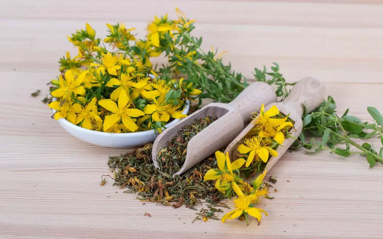 Johanniskraut-Blüten und getrocknete Pflanzenteile auf Holzlöffeln. Bekannt für seine Wirkung auf den Schlaf.