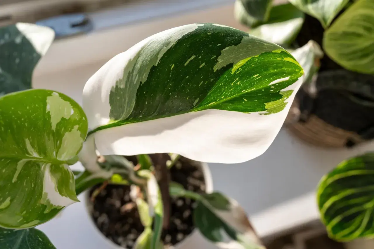 Liście rośliny Philodendron White Princess, z białymi i zielonymi plamami, wyglądają jak królewskie szaty.