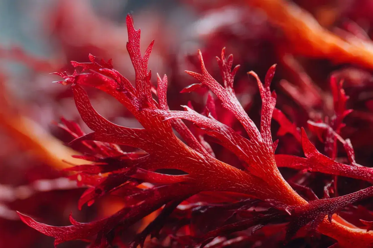 Rote Algen, reich an Astaxanthin, könnten bei Histaminintoleranz helfen. Die feinen Strukturen der Algen sind faszinierend.