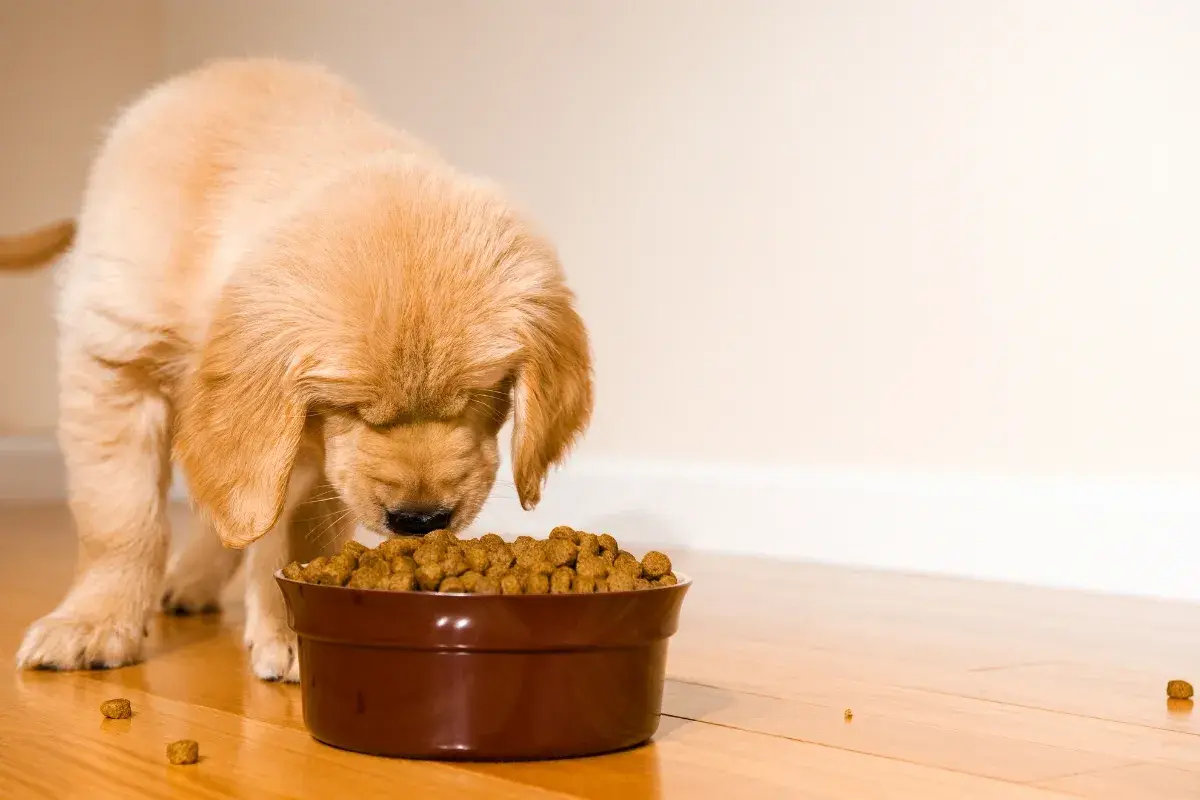 Un cachorro golden retriever come con entusiasmo. La cantidad de pienso para cachorro en su cuenco parece perfecta para su apetito.
