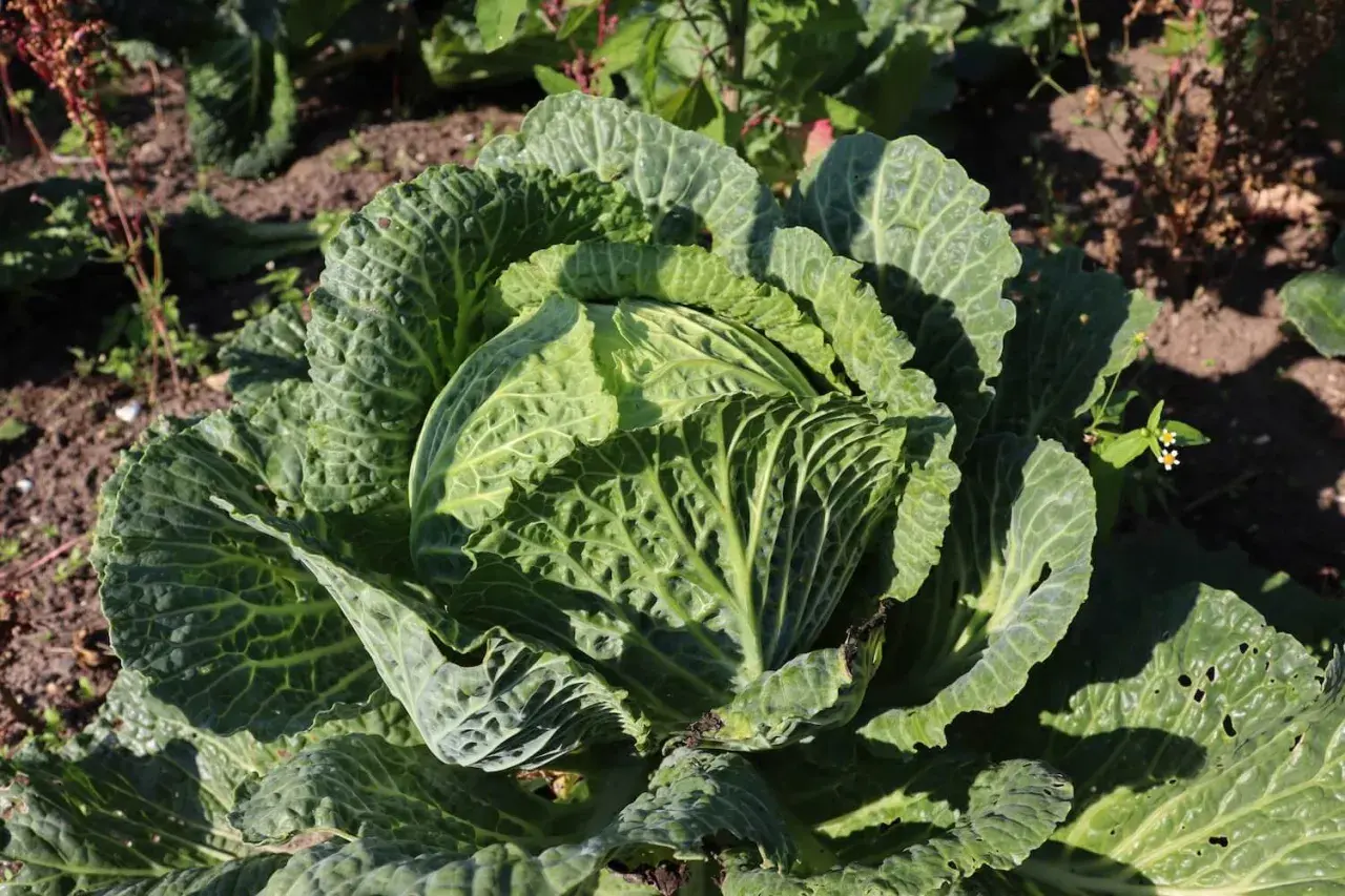 Ein großer, grüner Wirz im Garten. Die Blätter sind zerknittert und zeigen die Sonne.