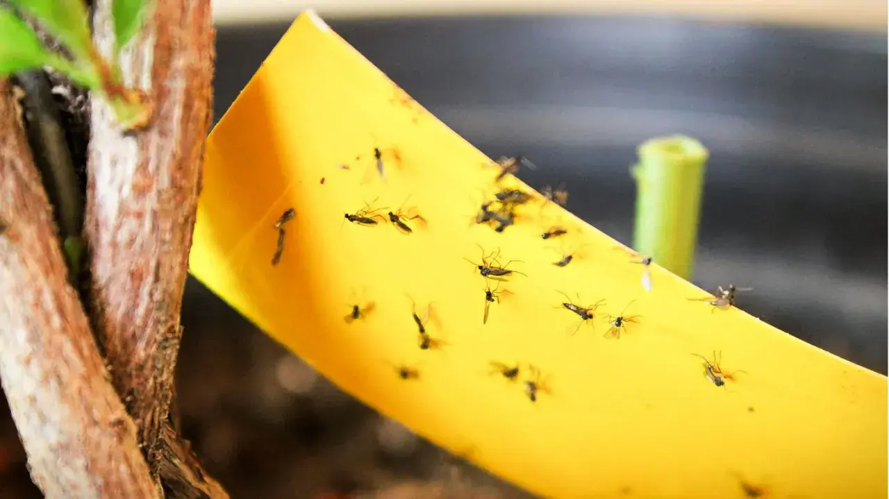 Kleine Fliegen fliegen in Erde und bleiben auf gelbem Klebeband kleben.