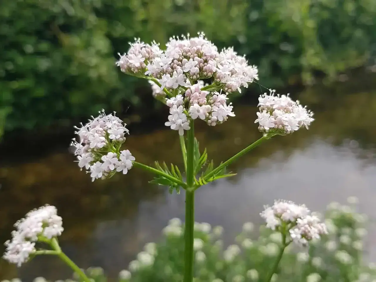 Zarte weiße Baldrianblüten am Wasser. Die Pflanze ist bekannt für ihre beruhigende baldrian hormonelle wirkung.