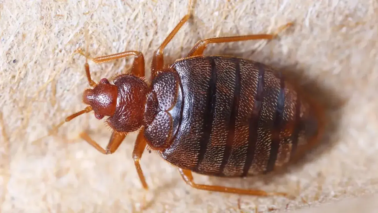 Chinches de cama, pequeños insectos que parecen salir porque salen piojos de la nada, se arrastran sobre una superficie texturizada.