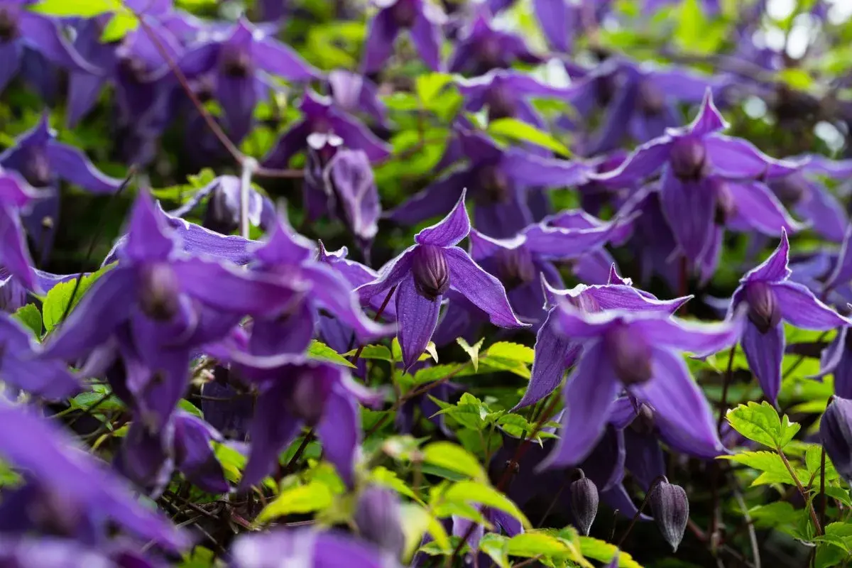 Ein Meer aus violetten Blüten, die an den richtigen Zeitpunkt für clematis schneiden erinnern.