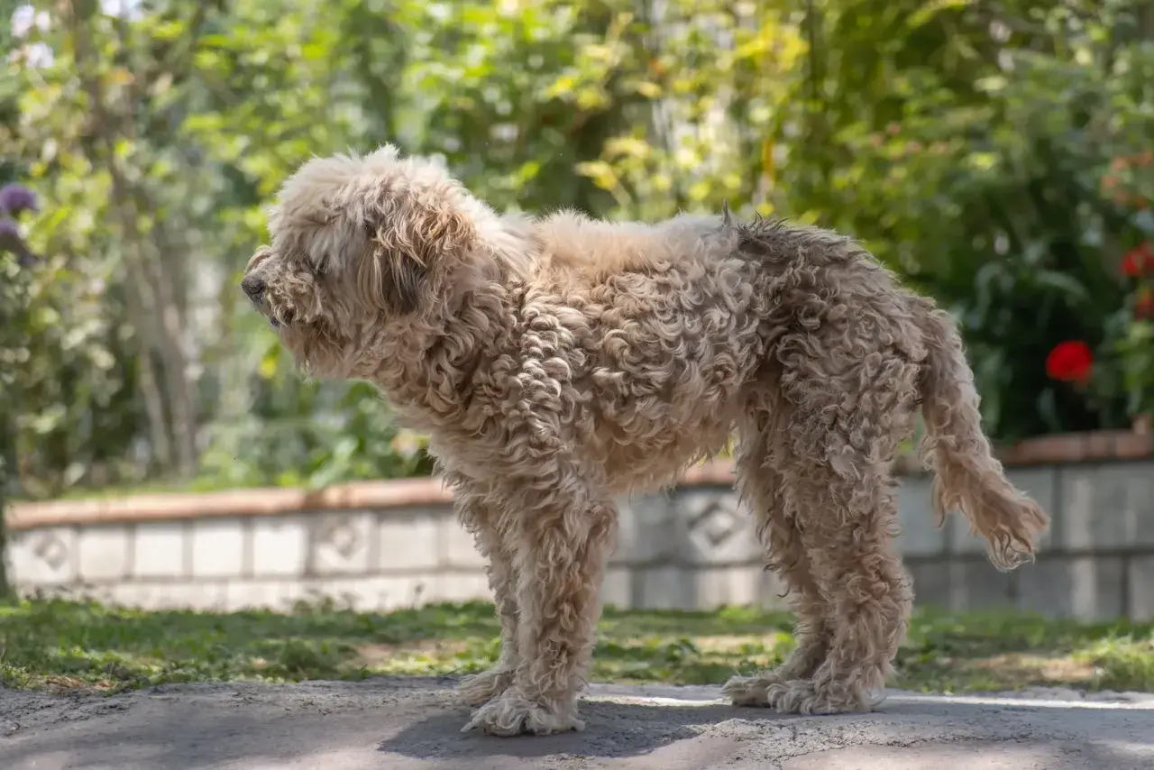Puszysty lagotto romagnolo z kręconą sierścią stoi na ścieżce w ogrodzie, otoczony zielenią i kwiatami.