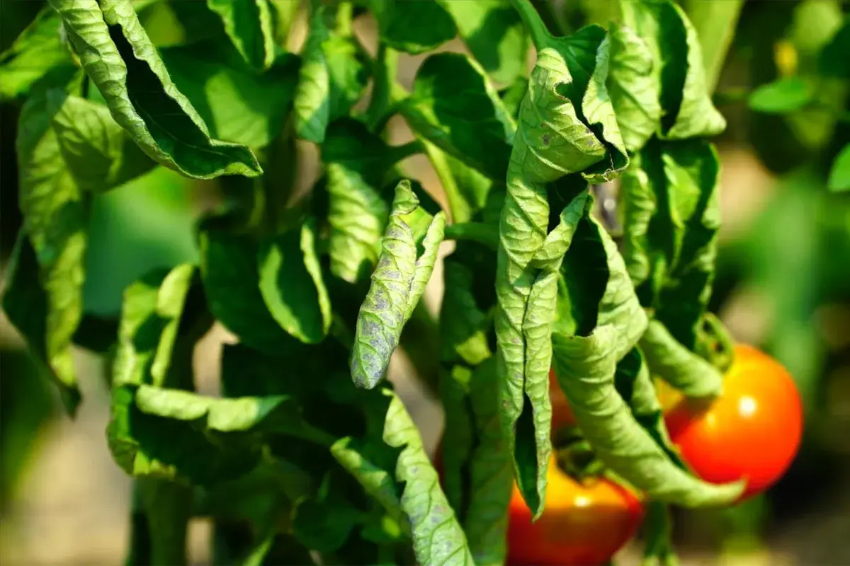 Feuilles de tomates qui s'enroulent, montrant des signes de stress ou de maladie. Des tomates rouges sont visibles en arrière-plan.