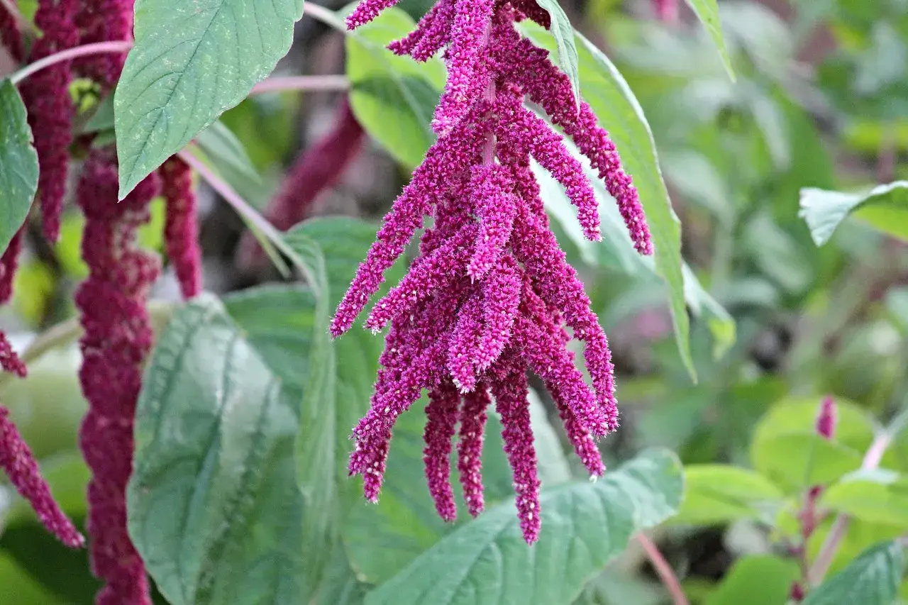 Fiori penduli di amaranto pianta, di un intenso colore fucsia, tra foglie verdi.