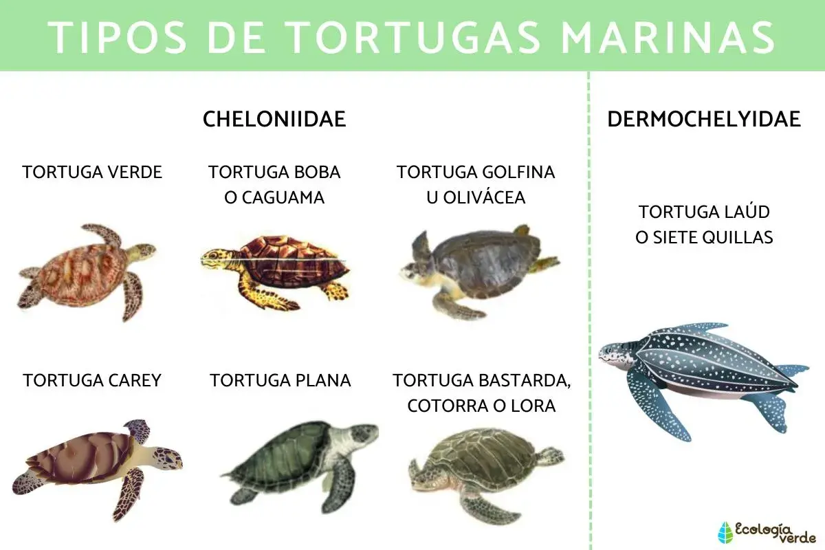 Diversos tipos de tortugas marinas: verde, boba, golfina, carey, plana, bastarda y laúd.