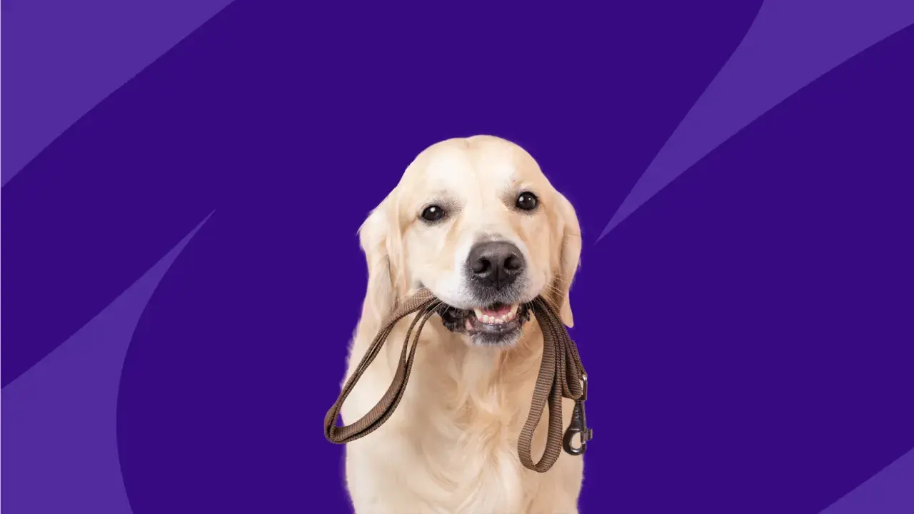 A golden retriever holds a leash in its mouth, ready for a walk. This image relates to benazepril for dogs, a medication for heart conditions.