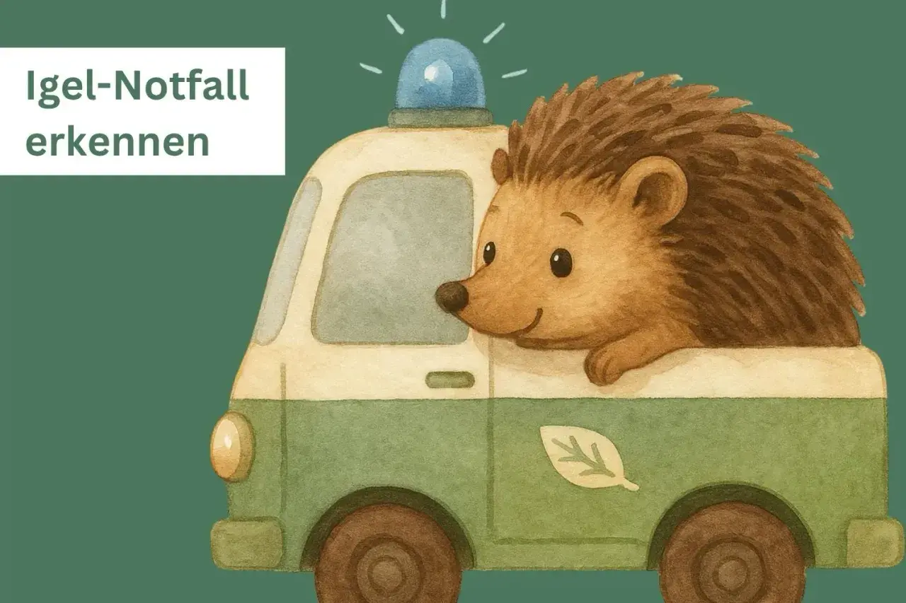 Ein süßer Igel im Rettungswagen mit Blaulicht. Wenn du einen Igel gefunden hast, was tun? Hier erfährst du es.