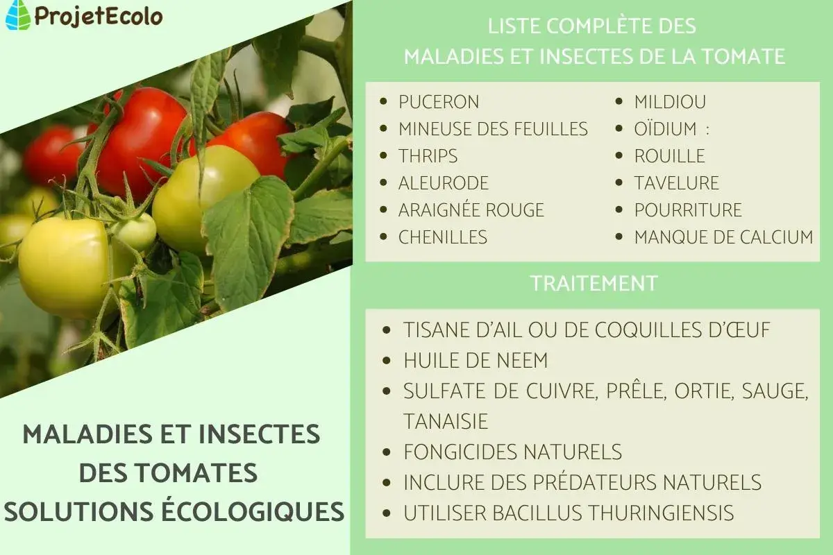 Tomates vertes et rouges menacées par le mildiou, l'oïdium et autres dangers. Solutions écologiques pour les protéger.