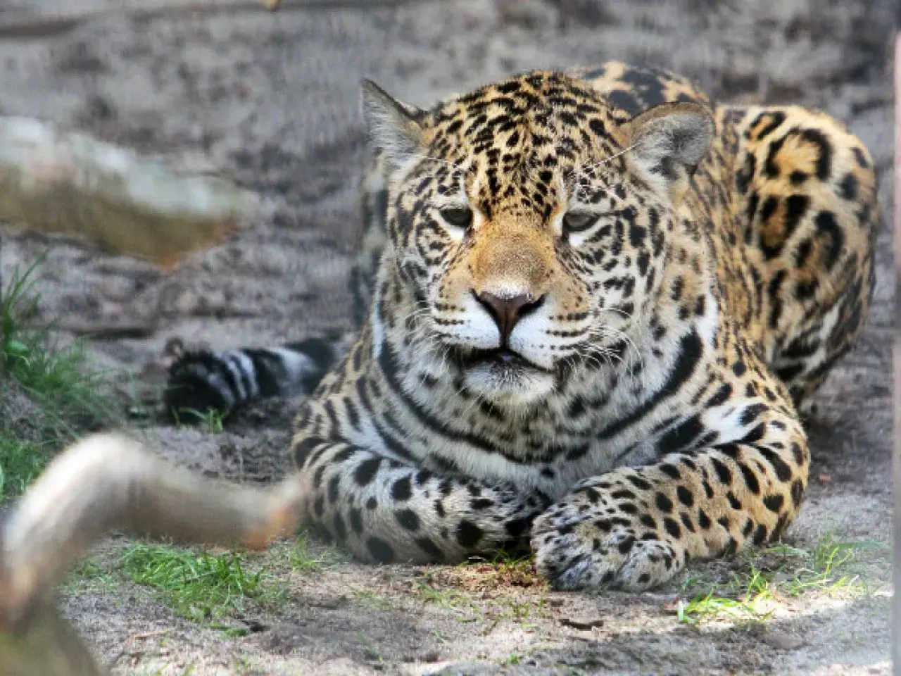 Piękny jaguar w krakowskim zoo. Warto odwiedzić to miejsce, jeśli szukasz wrażeń.