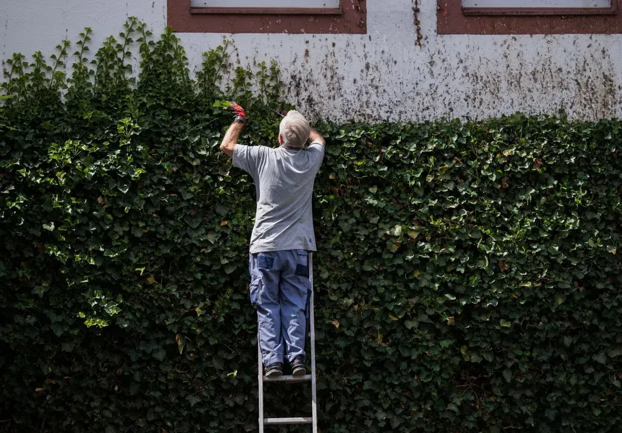 Mann auf Leiter schneidet Efeu-Hecke für Vogelschutz.