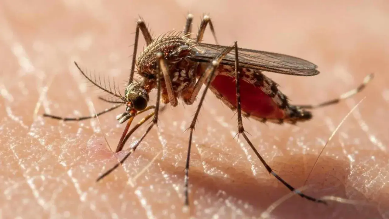 Mosquito succionando sangre, vector de filaria en perros.
