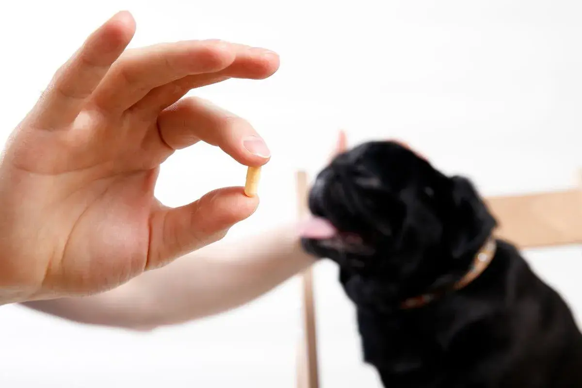 A hand holds a pill, offering it to a black pug. This could be tylan powder for dogs, a common treatment.