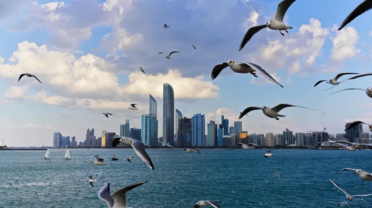 Ptaki szybujące nad wodą na tle nowoczesnej panoramy miasta, w tym drapaczy chmur. Widok na corniche Abu Dhabi.