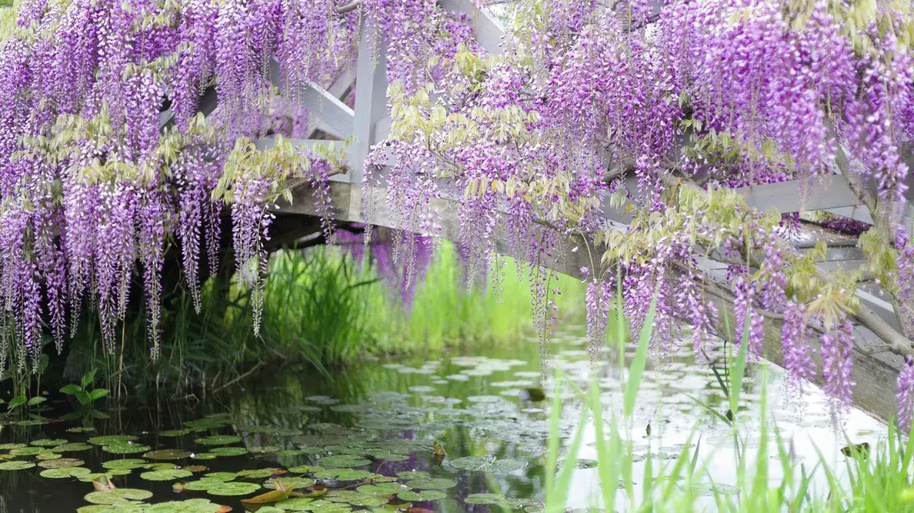 Cascades de glycine fleur tombent sur un étang paisible, créant un spectacle enchanteur.