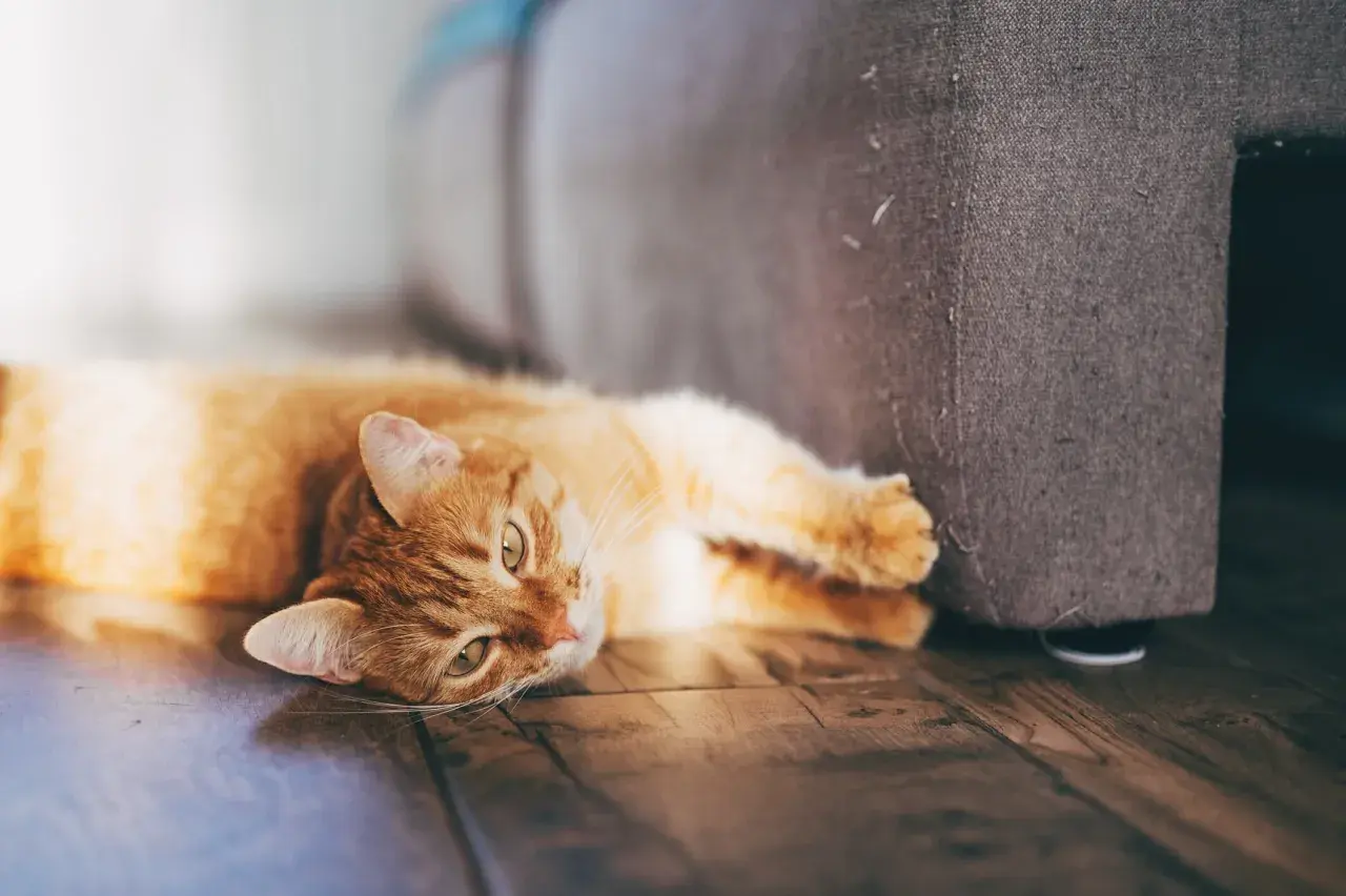 Eine orangefarbene Katze liegt auf dem Boden neben einem Sofa. Sie streckt eine Pfote aus, als ob sie am Sofa kratzen würde.