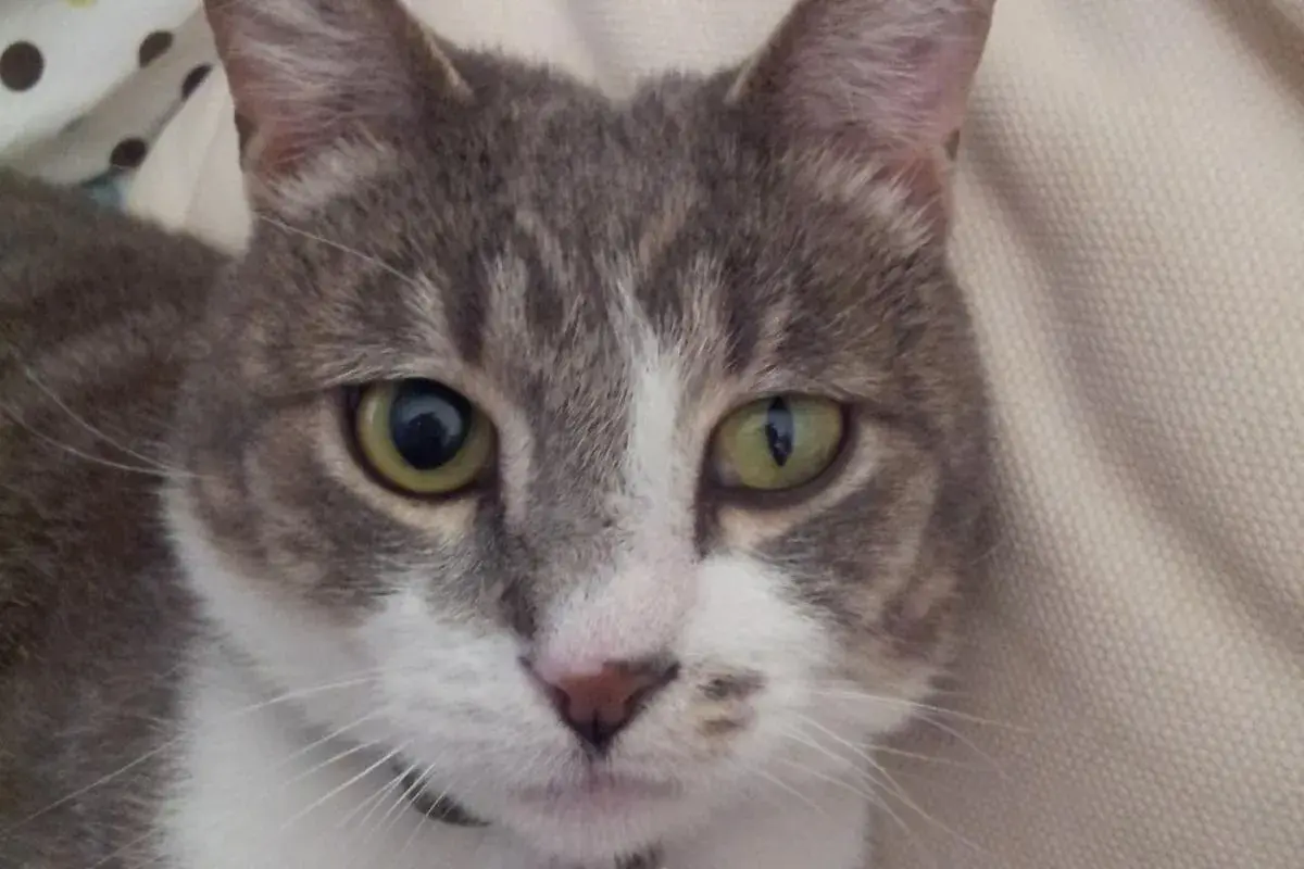 Gato gris y blanco con un ojo afectado por el síndrome de Horner. Su pupila izquierda está dilatada, mientras que la derecha parece normal.