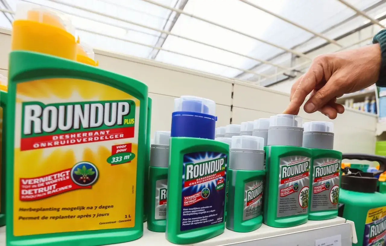 Butelki Roundup na półce sklepowej. Na etykiecie dużej butelki podano "voor 333 m²", co sugeruje, ile roundupu na 1l wody potrzeba do oprysku.