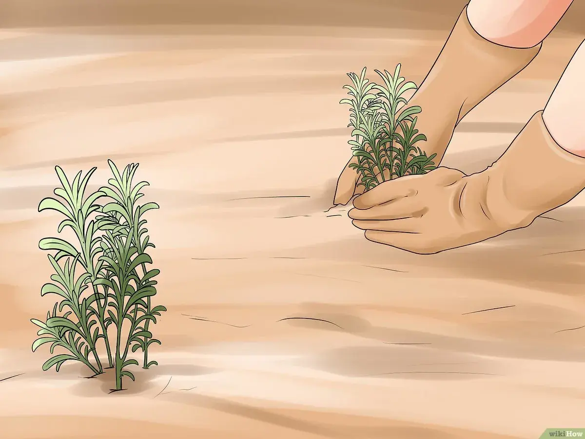 Hände in Handschuhen pflanzen Lavendel. Ein anderer Lavendelbusch steht daneben.