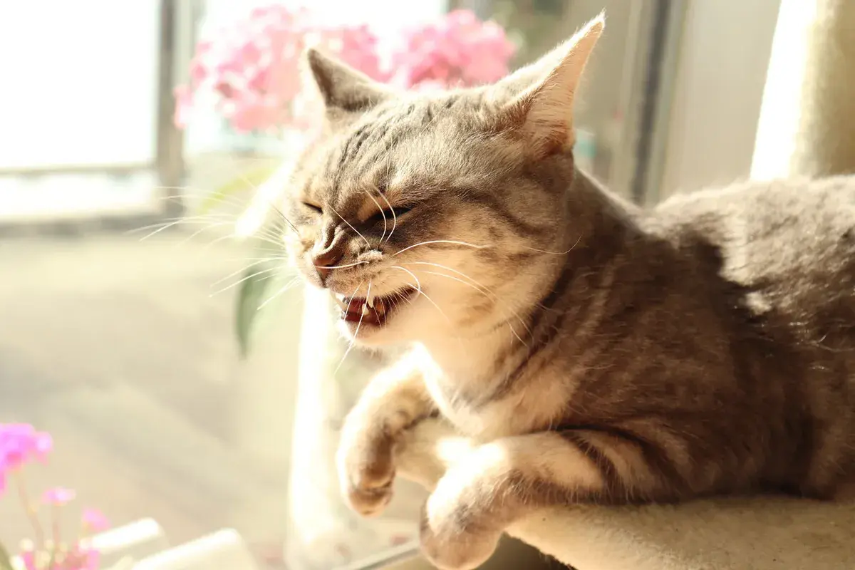 Graue Katze mit geöffnetem Maul und sichtbaren Zähnen, als ob sie gerade niest. Sie sitzt im Sonnenlicht vor rosa Blumen.