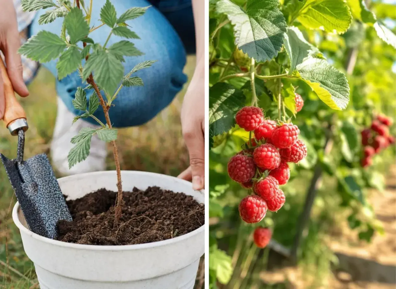 Sadzenie malin w ogrodzie. Po lewej młoda sadzonka, po prawej dojrzałe maliny w słońcu.