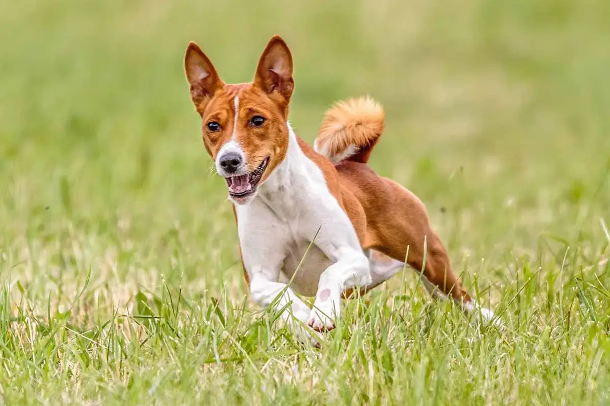 Basenji corre feliz en la hierba, sin emitir su característico ladrido.