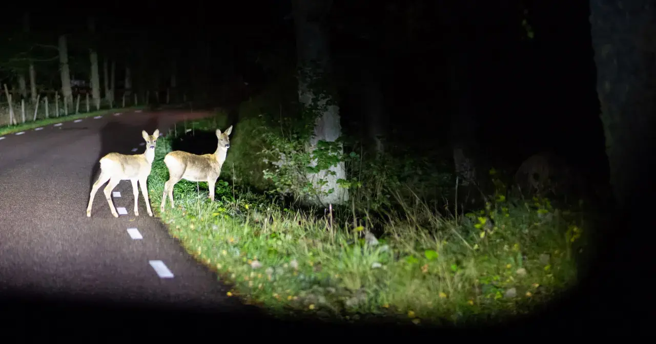 Dwa sarny na drodze w Albanii, nocą. Uważaj na niebezpieczne zwierzęta na drogach.