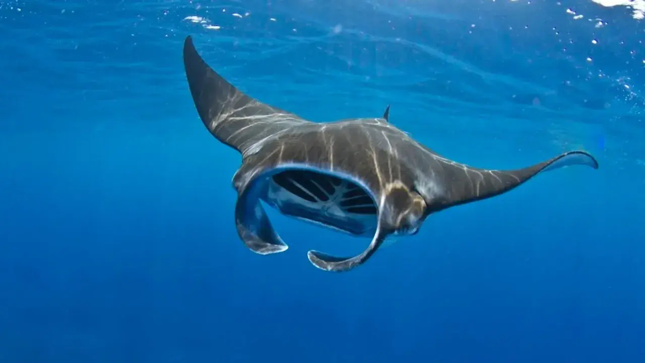 Una majestuosa mantarraya, la mantarraya más grande del mundo, nada en aguas azules.