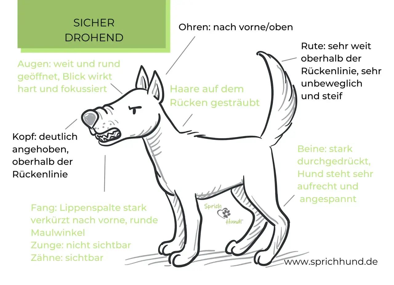 Hund zeigt territoriales Verhalten: aufrechte Haltung, gesträubtes Fell, Zähne gefletscht. Sicher drohend.