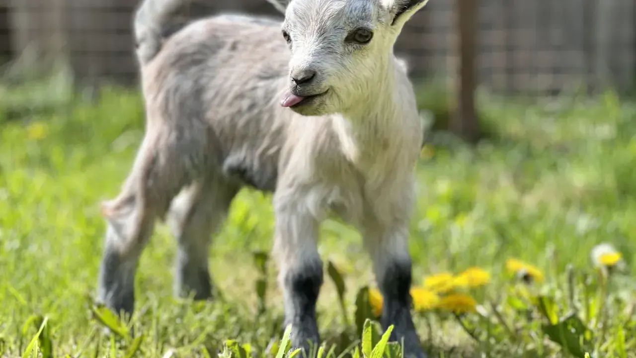 Un bébé chèvre naine, langue sortie, gambade dans l'herbe verte. Une image pleine d'espérance vie.
