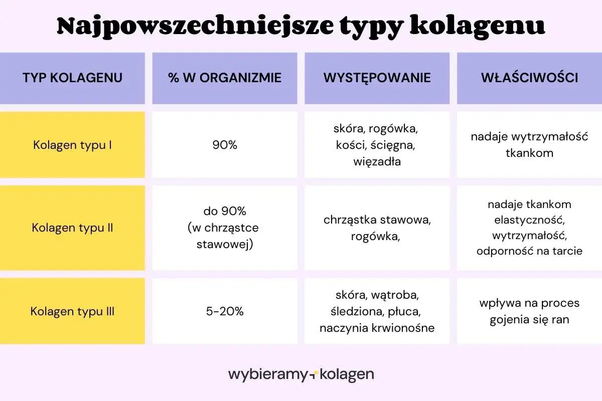 Tabela przedstawia najpowszechniejsze typy kolagenu: I, II i III, ich procentowy udział w organizmie, miejsca występowania oraz właściwości.