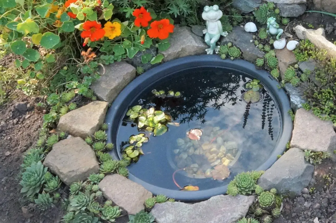 Ein kleiner Teich im Garten, umgeben von Steinen und Sukkulenten. Ein Frosch wacht über das Wasser, in dem ein kleiner Fisch schwimmt. Perfekt, um einen Miniteich anzulegen.