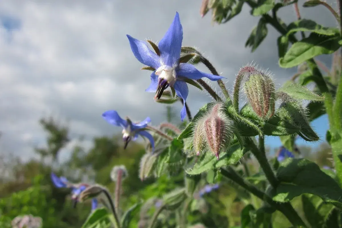 Fiori blu stellati di borragine verdura, con boccioli pelosi e cielo nuvoloso sullo sfondo.