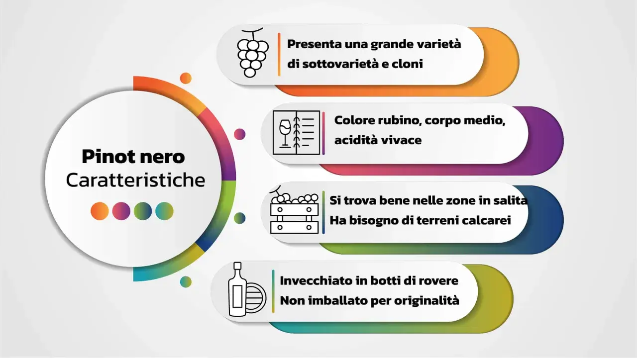 Le caratteristiche del Pinot nero: grande varietà, colore rubino, acidità vivace, predilige terreni calcarei e invecchiamento in rovere.