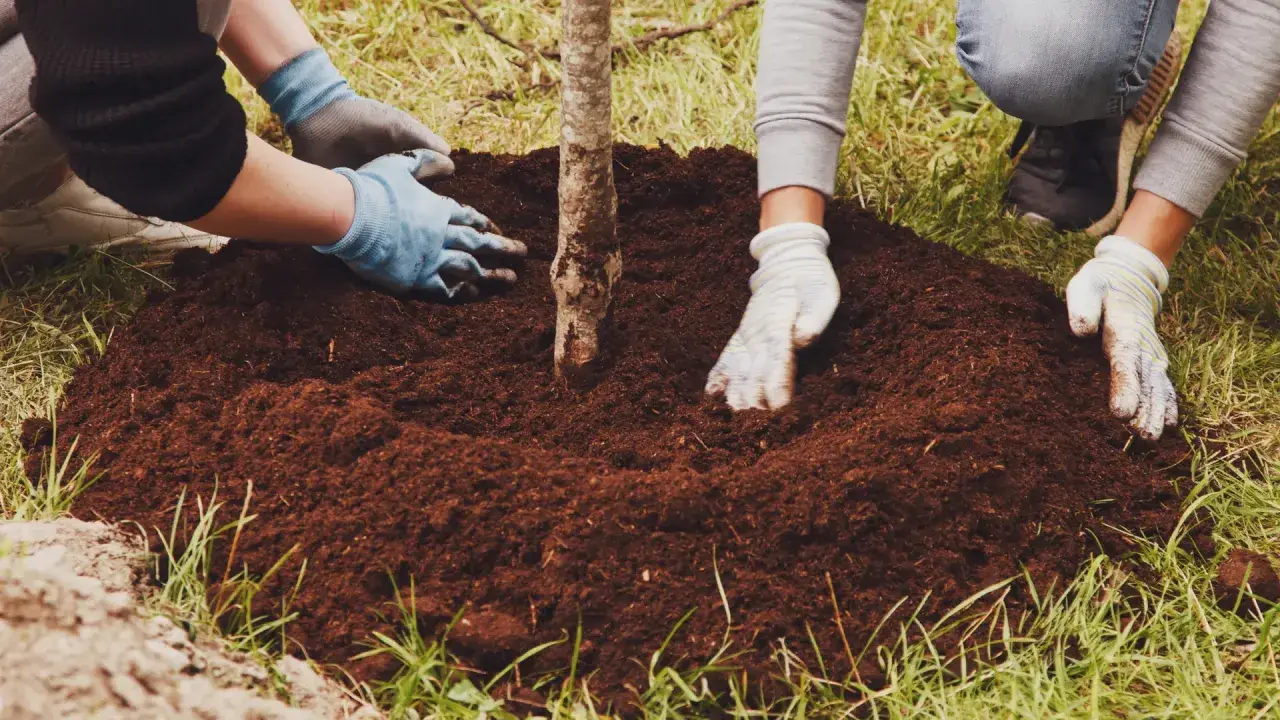 Manos enguantadas ayudan a plantar árboles, cubriendo la tierra alrededor de un joven tronco.
