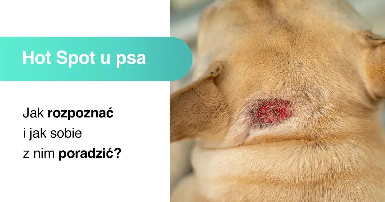 Zbliżenie na zaczerwienioną, podrażnioną skórę na szyi psa z widocznym stanem zapalnym.