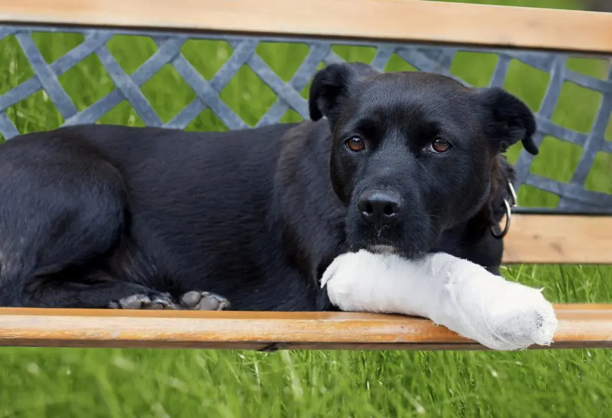 Perro negro con pata vendada, descansando en un banco. Quizás necesite una dosis de nolotil para perros.