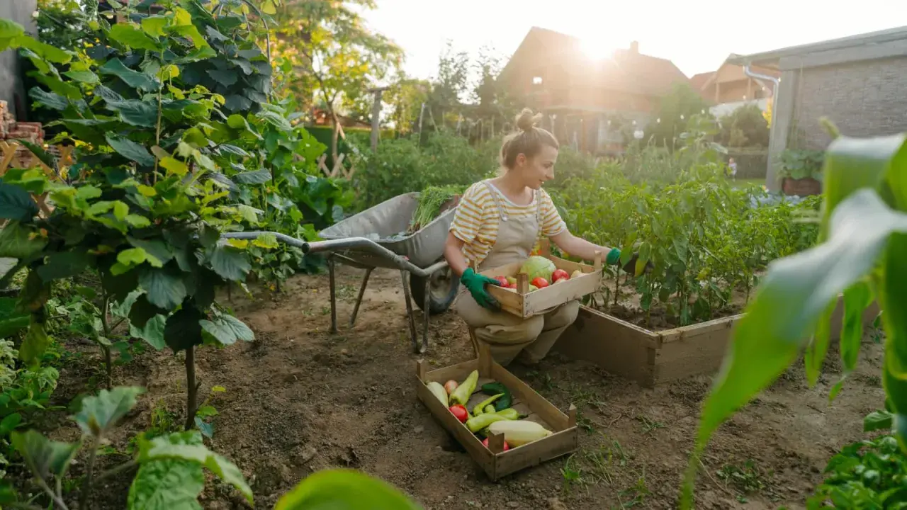 Frau erntet Gemüse im Garten. Sie sortiert Tomaten, Kohl und Paprika. Ein guter Zeitpunkt, um zu überlegen, was man im Mai pflanzen kann.