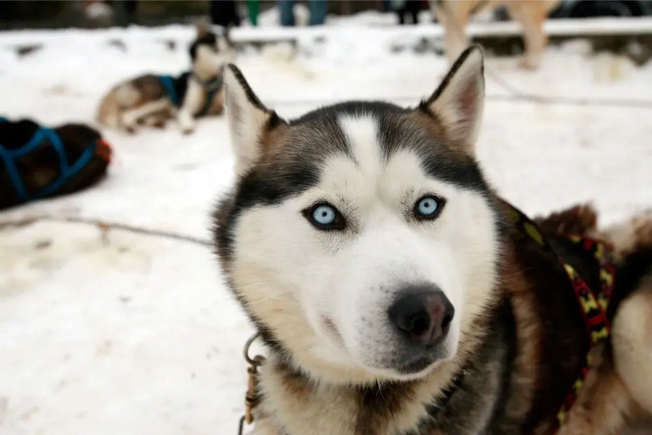 Husky z Bieszczad gotowy na szlaki. Jego niebieskie oczy patrzą wprost, czekając na przygodę.