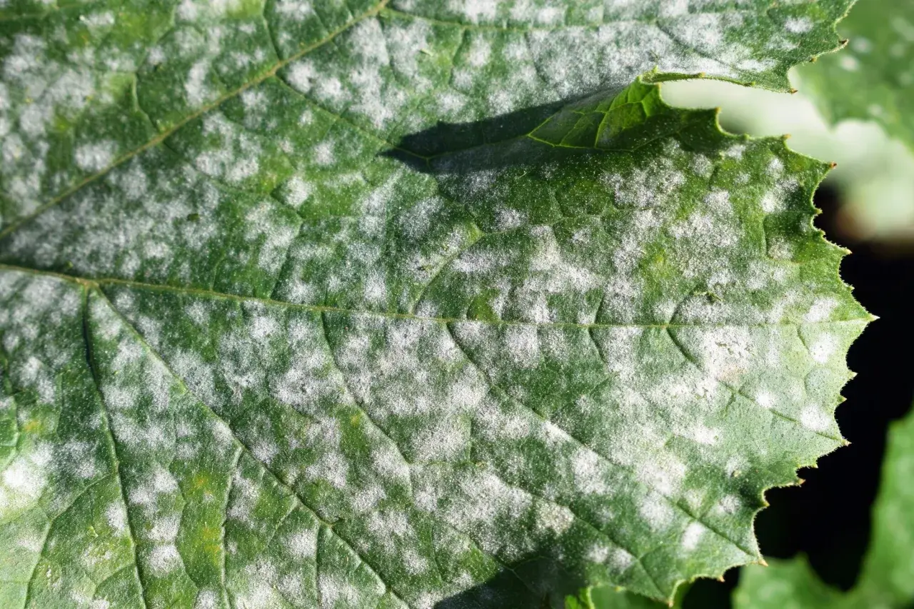 Hoja verde con manchas blancas polvorientas, indicativo de enfermedades de las plantas como el oídio.