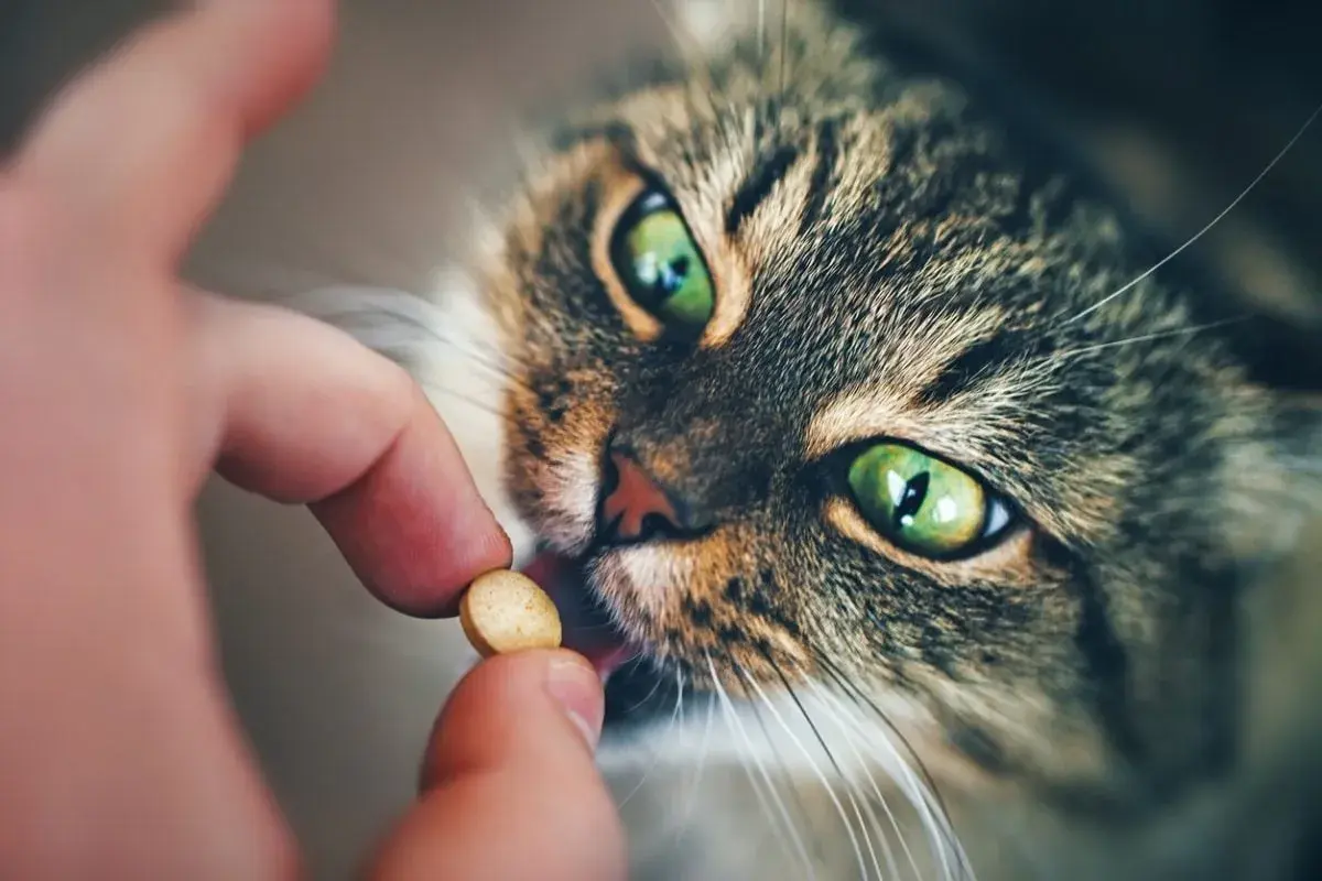 Eine Hand gibt einer Katze mit grünen Augen eine Tablette.