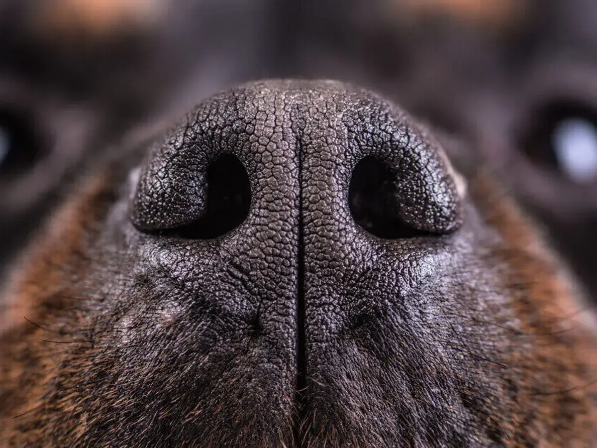 Nahaufnahme der trockenen Nase eines Hundes, die feinen Rillen und die dunkle Farbe sind gut sichtbar.